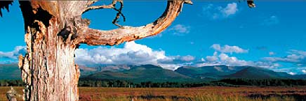 Tree with hills and plain